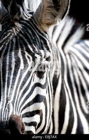 Zebra Stockfoto