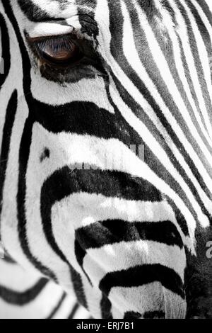 Zebra Stockfoto