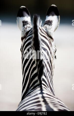 Zebra Stockfoto