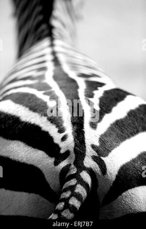 Zebra Stockfoto