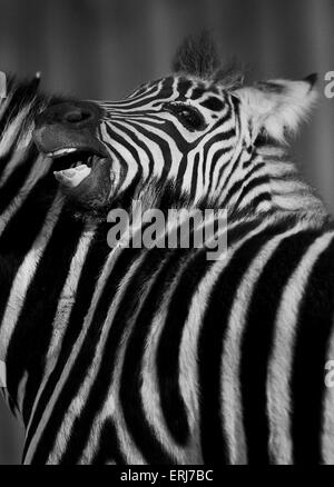 Zebras Stockfoto