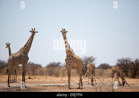 Giraffen Stockfoto