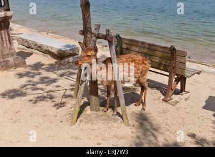 Sika Rotwild (Cervus Nippon) auch bekannt als die gefleckte Rehe oder der japanischen Hirsch auf der Insel Itsukushima (Miyajima) Stockfoto