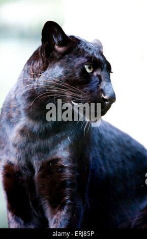 Panther Stockfoto