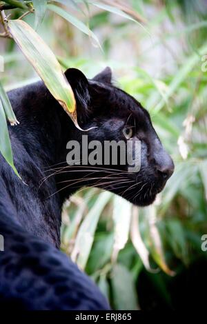 Panther Stockfoto