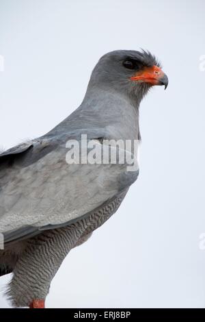 Somalische singen Habicht Stockfoto