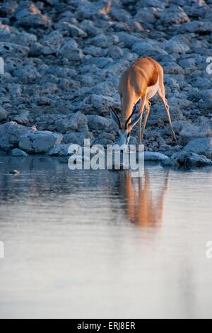 Springbok Stockfoto