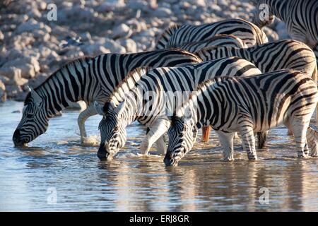 Zebras Stockfoto