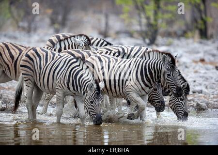 Zebras Stockfoto