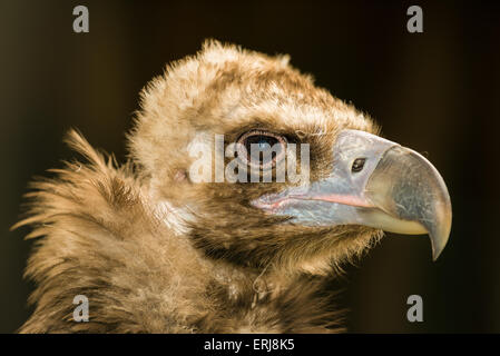 Porträt des cinereous Vulture (Aegypius Monachus) auf schwarzem Hintergrund Stockfoto