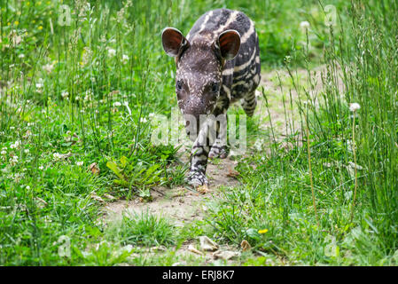 Neun Tage alten Baby von vom Aussterben bedrohten südamerikanischen Tapir (Tapirus Terrestris), auch als brasilianische Tapir oder Flachland tapir Stockfoto