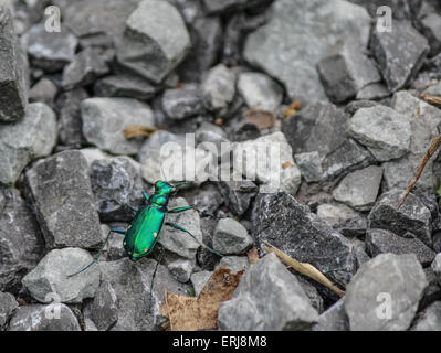 Ein Six-Spotted Tiger Beetle oder Cicindela Sexuttata, Reisen auf der westlichen Grüngürtel Wanderwegen befindet sich in Ottawa, Ontario. Stockfoto