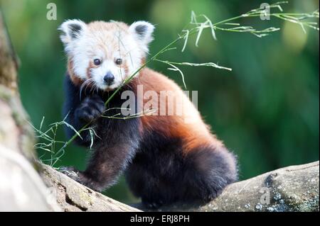 kleiner roter panda Stockfoto
