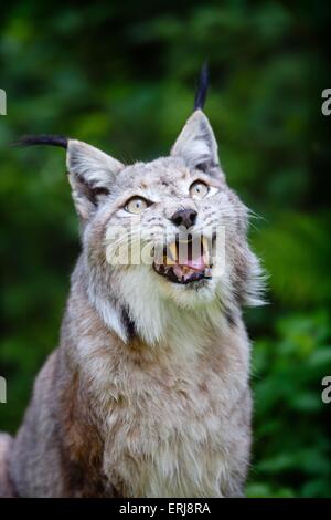 Luchs Stockfoto