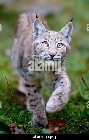 Luchs Stockfoto