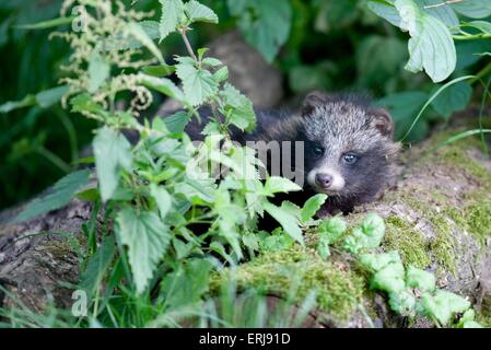 junger Marderhund Stockfoto