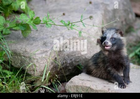 junger Marderhund Stockfoto