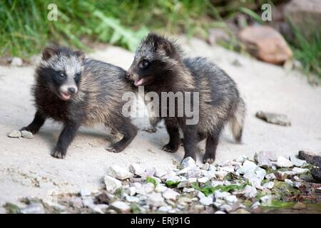 junge Marderhunde Stockfoto