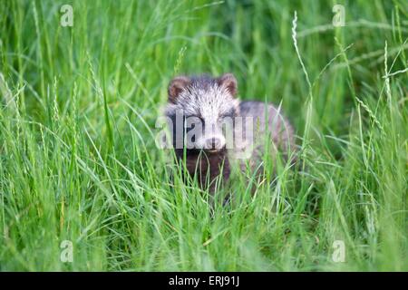 junger Marderhund Stockfoto