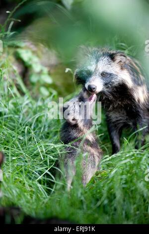 Marderhunde Stockfoto