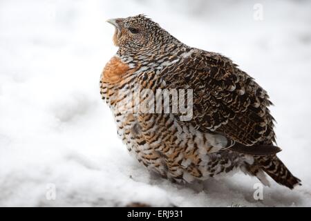 Auerhann Stockfoto