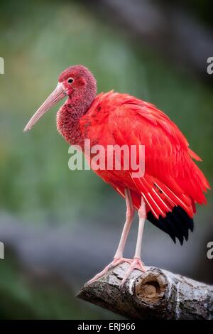 Scarlet ibis Stockfoto