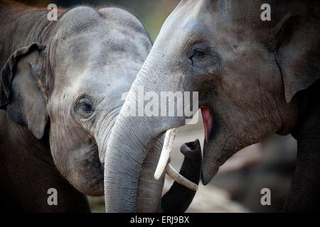 Asiatische Elefanten Stockfoto