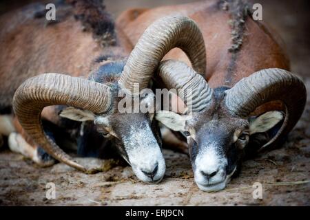 Mufflons Stockfoto