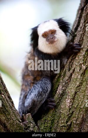 White-fronted marmoset Stockfoto