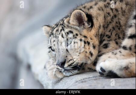 Snow leopard Stockfoto