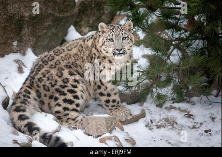 Snow leopard Stockfoto