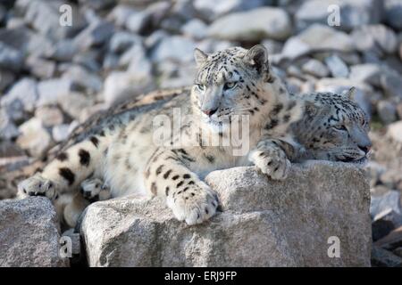 Schneeleoparden Stockfoto