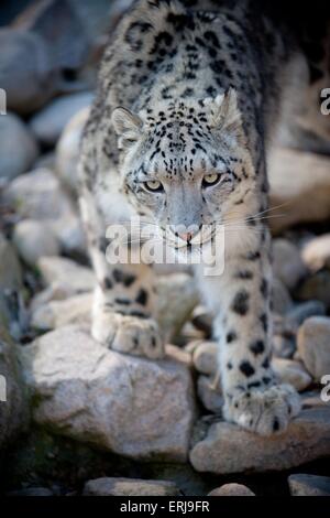 Snow leopard Stockfoto