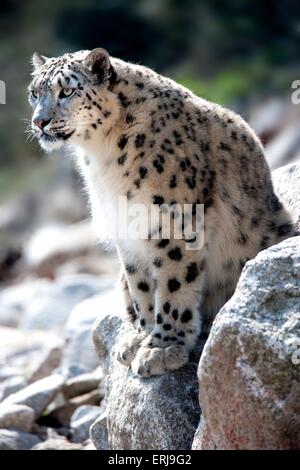 Snow leopard Stockfoto