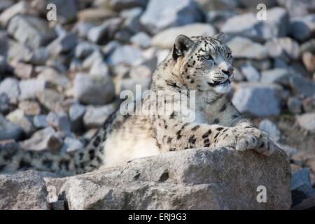 Snow leopard Stockfoto