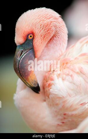 Flamingo Stockfoto