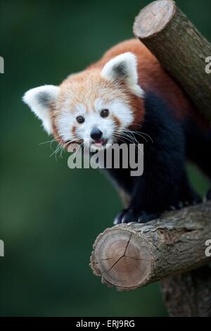 kleinere panda Stockfoto