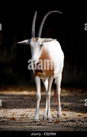 Krummsäbel oryx Stockfoto