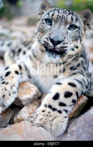 Snow leopard Stockfoto