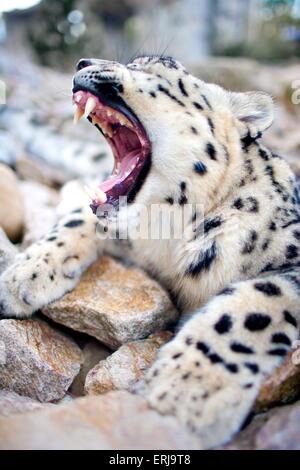 Snow leopard Stockfoto