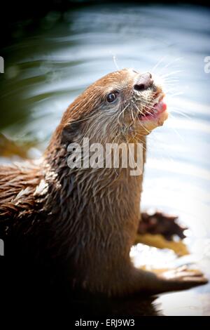 orientalische kleine krallte otter Stockfoto