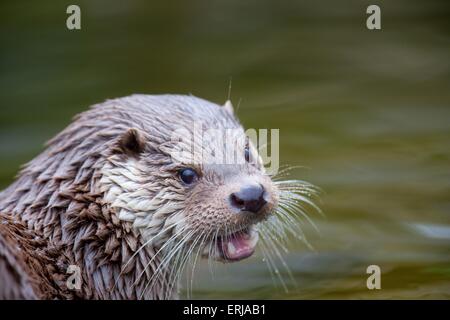 gemeinsamen otter Stockfoto