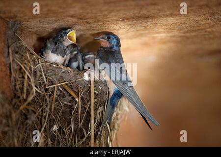 Rauchschwalben Stockfoto