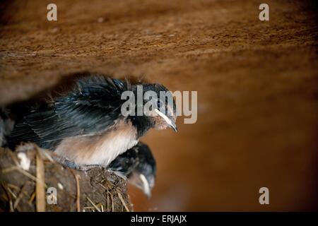Rauchschwalben Stockfoto