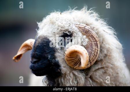 Walliser Schwarznasen Stockfoto