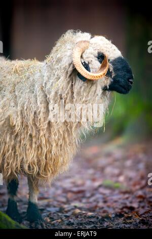 Walliser Schwarznasen Stockfoto