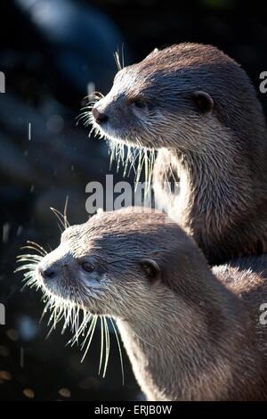 orientalische kleine krallte Otter Stockfoto