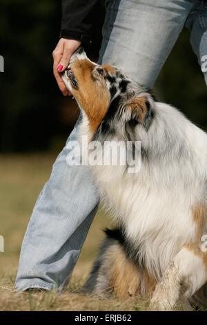 Dogdance mit Australian Shepherd Stockfoto