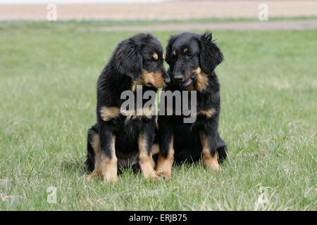 Hovawart Welpen Stockfoto