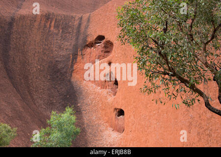 Australien, NT, Uluru - Kata Tjuta National Park. Uluru aka Aires Rock, Detail des Uluru Felswand mit Bäumen. Stockfoto